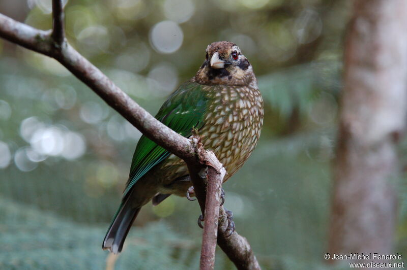 Spotted Catbird