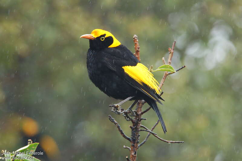 Regent Bowerbird male adult, identification