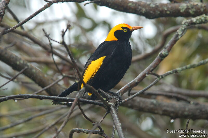 Regent Bowerbird male adult