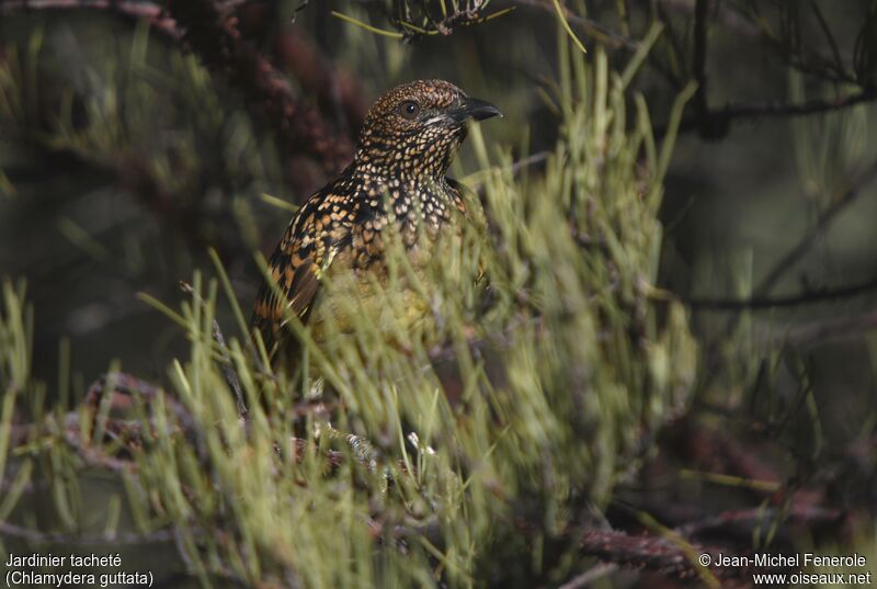 Western Bowerbird