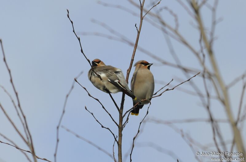 Bohemian Waxwing