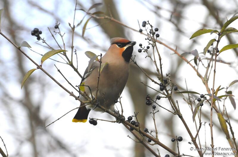 Bohemian Waxwing