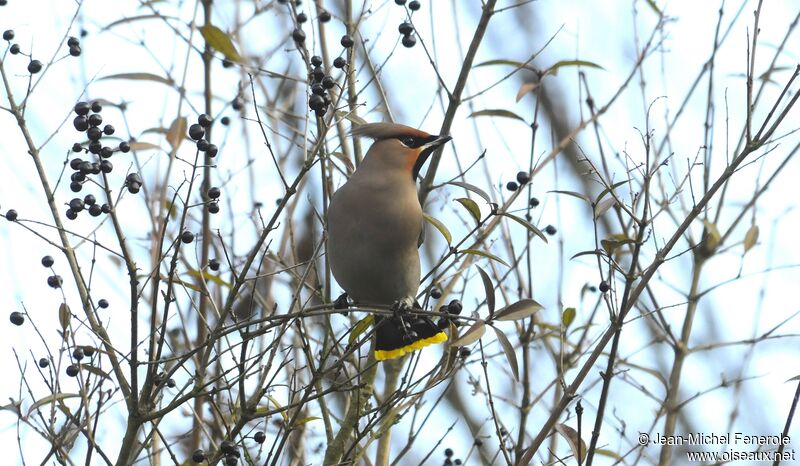 Bohemian Waxwing