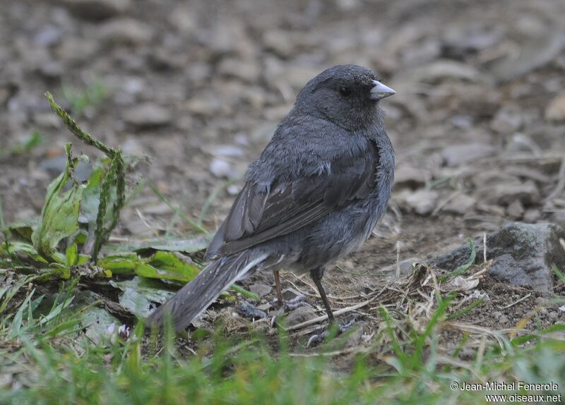 Dark-eyed Junco male