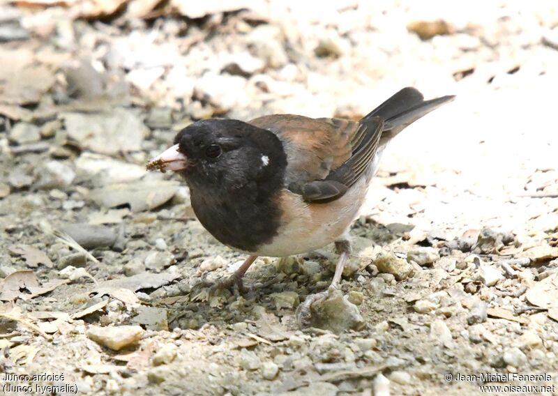 Junco ardoisé