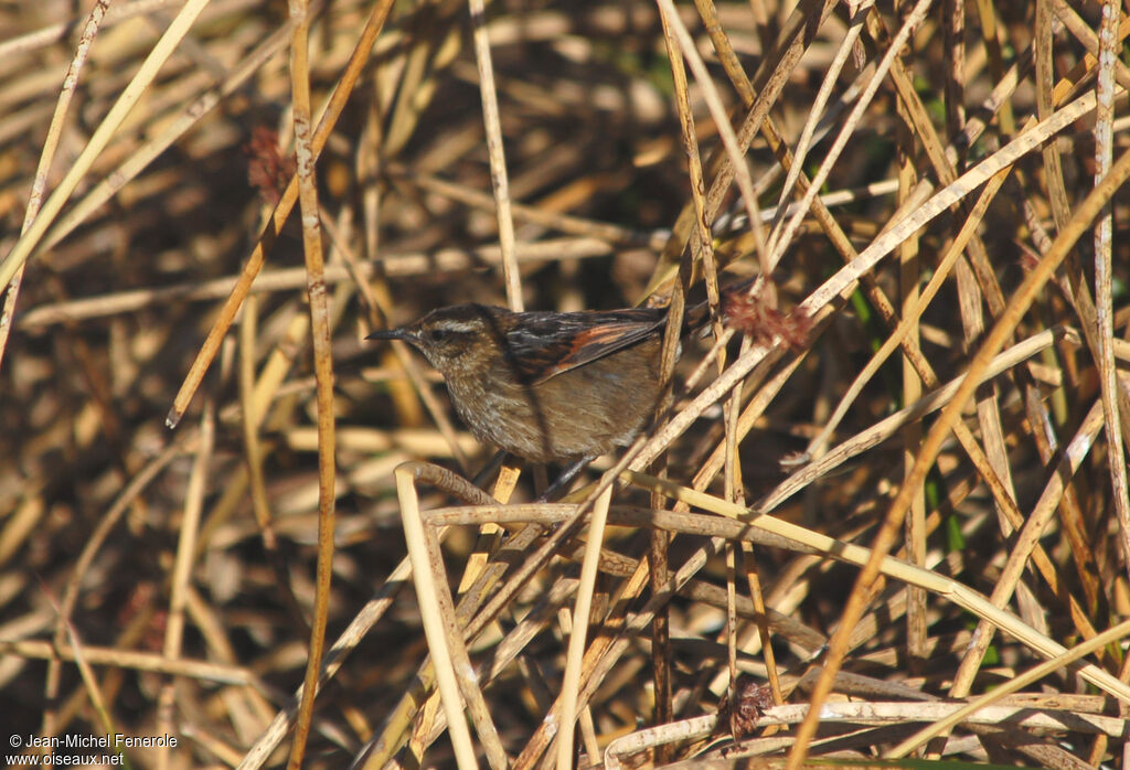 Wren-like Rushbird