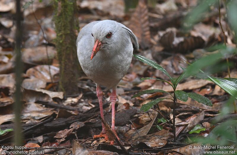 Kagu