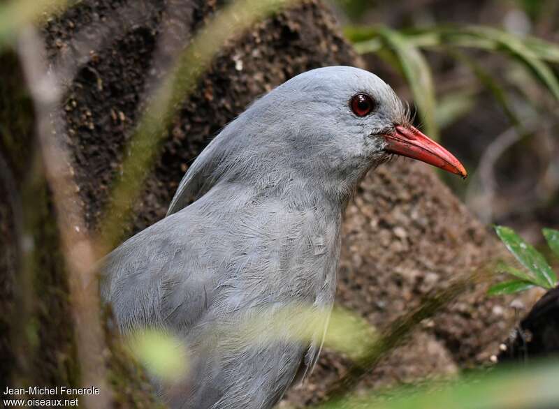 Kaguadult, close-up portrait