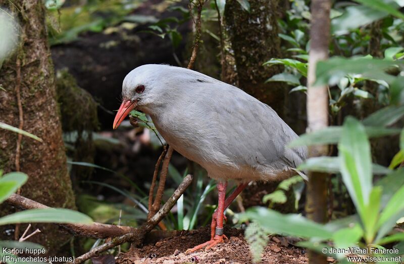 Kagu