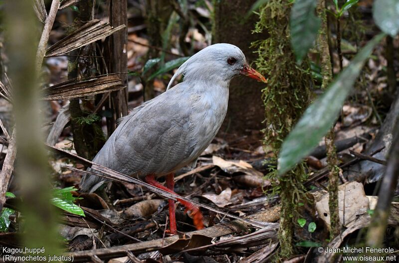 Kagu