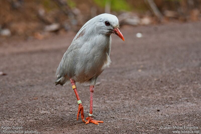 Kagu