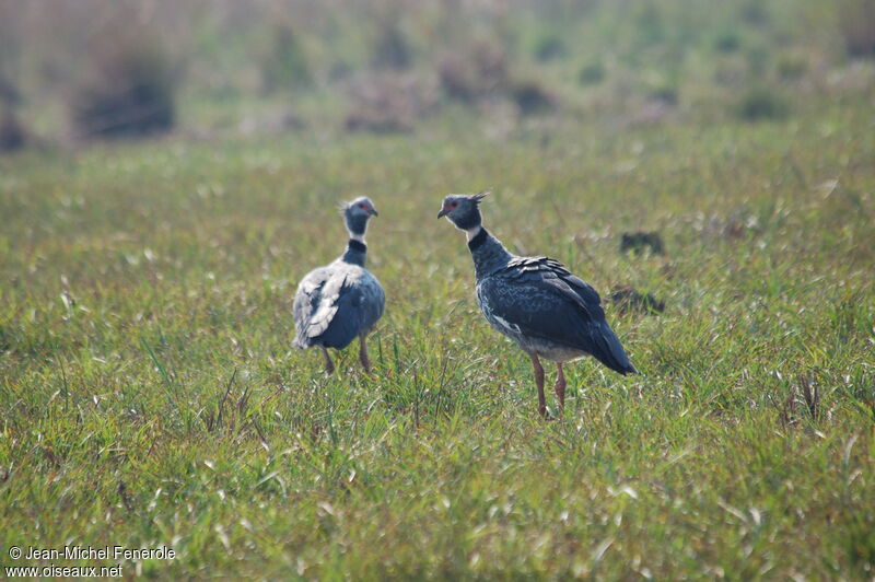 Southern Screamer adult