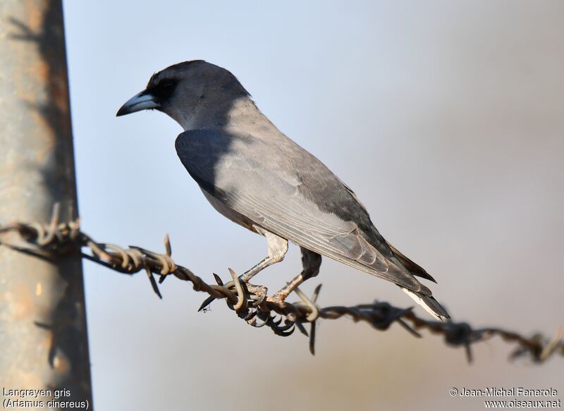 Langrayen gris