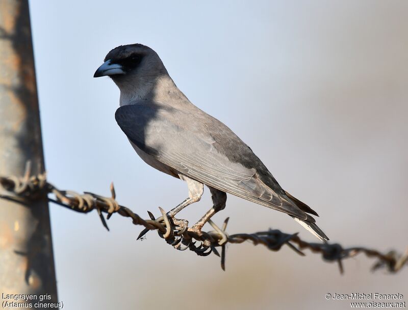 Black-faced Woodswallow