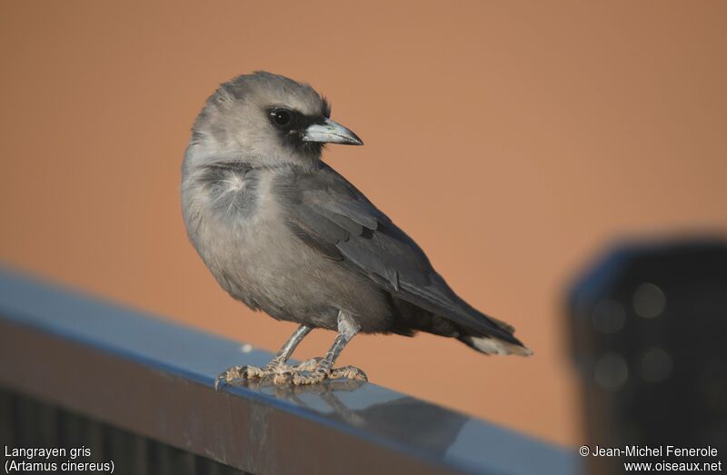 Black-faced Woodswallow