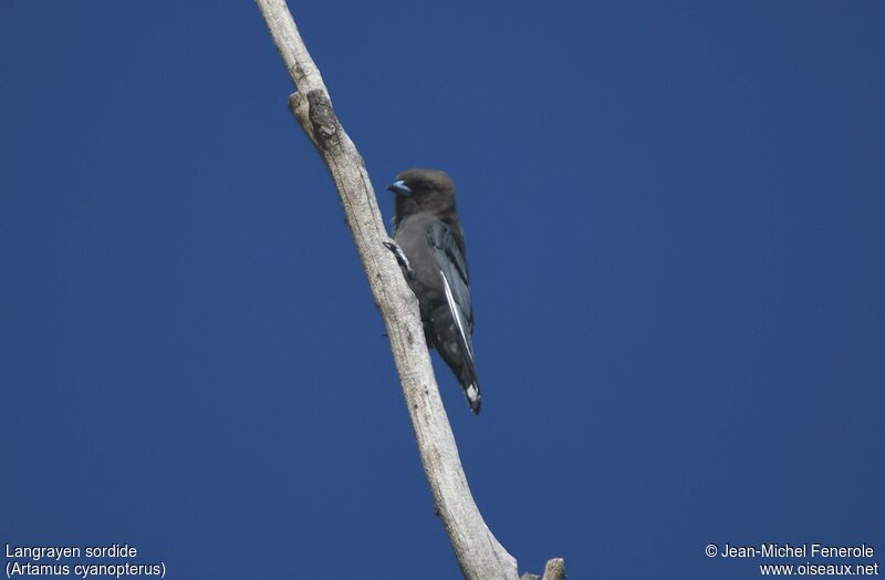 Dusky Woodswallow