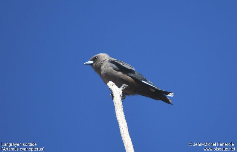 Dusky Woodswallow