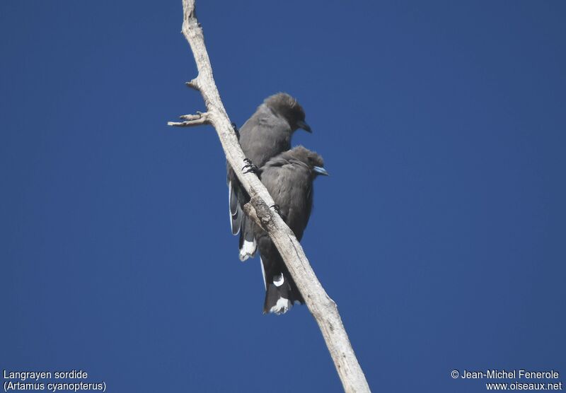 Dusky Woodswallow