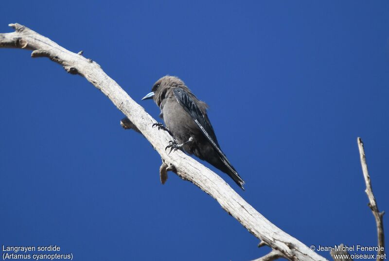 Dusky Woodswallow