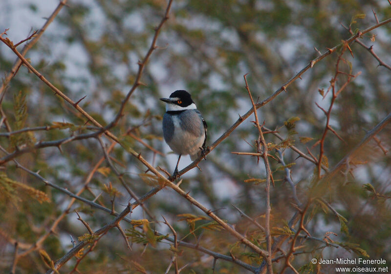 White-tailed Shrike, identification