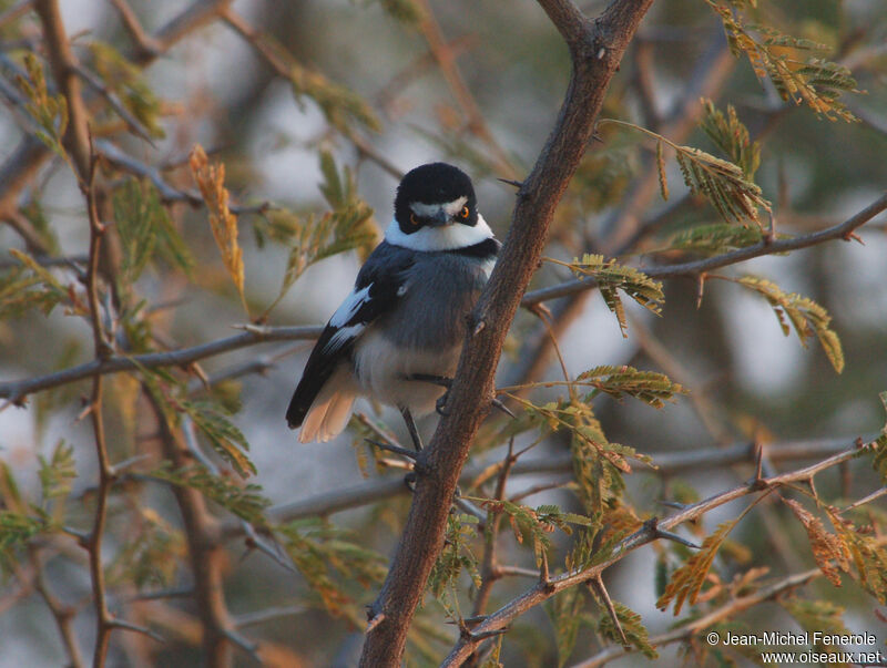 White-tailed Shrike, identification