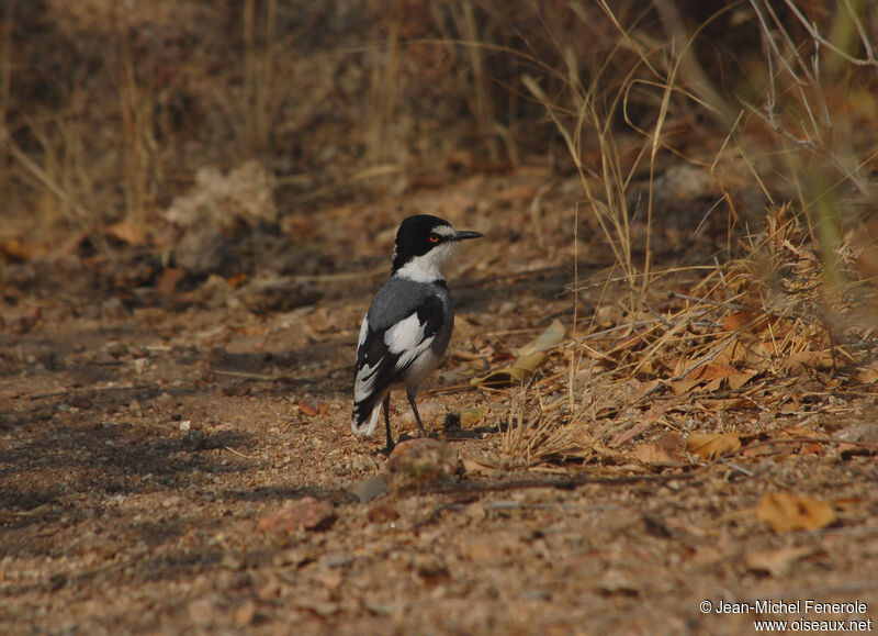 White-tailed Shrike, identification