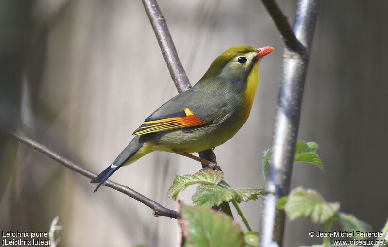 Red-billed Leiothrix