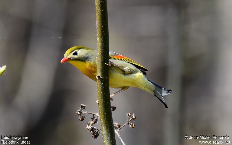 Red-billed Leiothrix