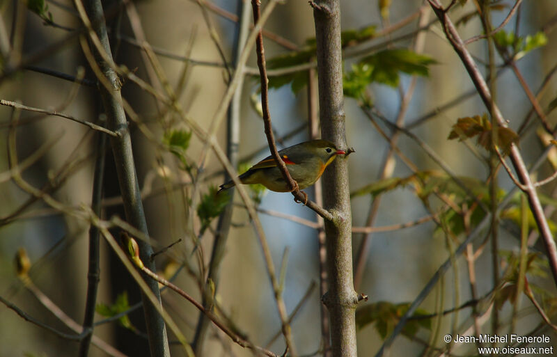 Red-billed Leiothrixadult