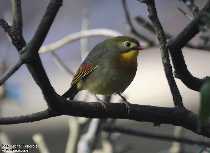 Red-billed Leiothrix