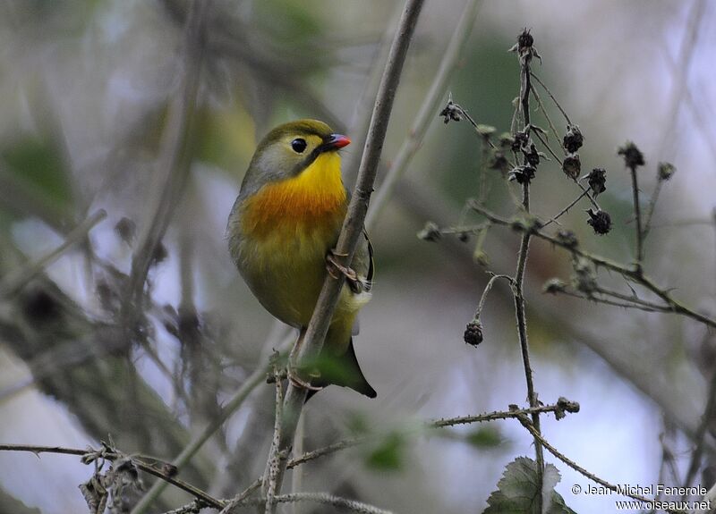 Red-billed Leiothrix