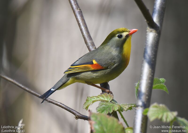 Red-billed Leiothrix