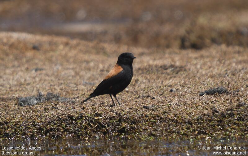 Andean Negrito