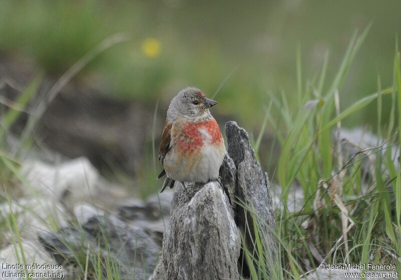 Common Linnet