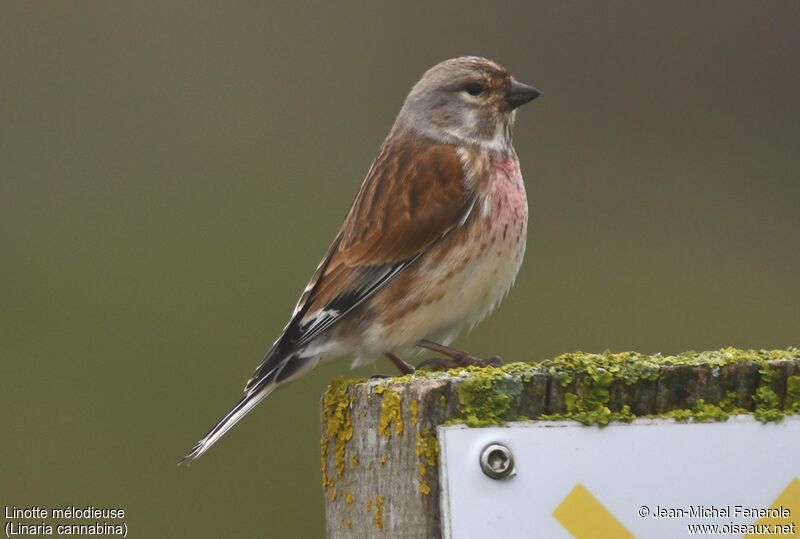 Common Linnet