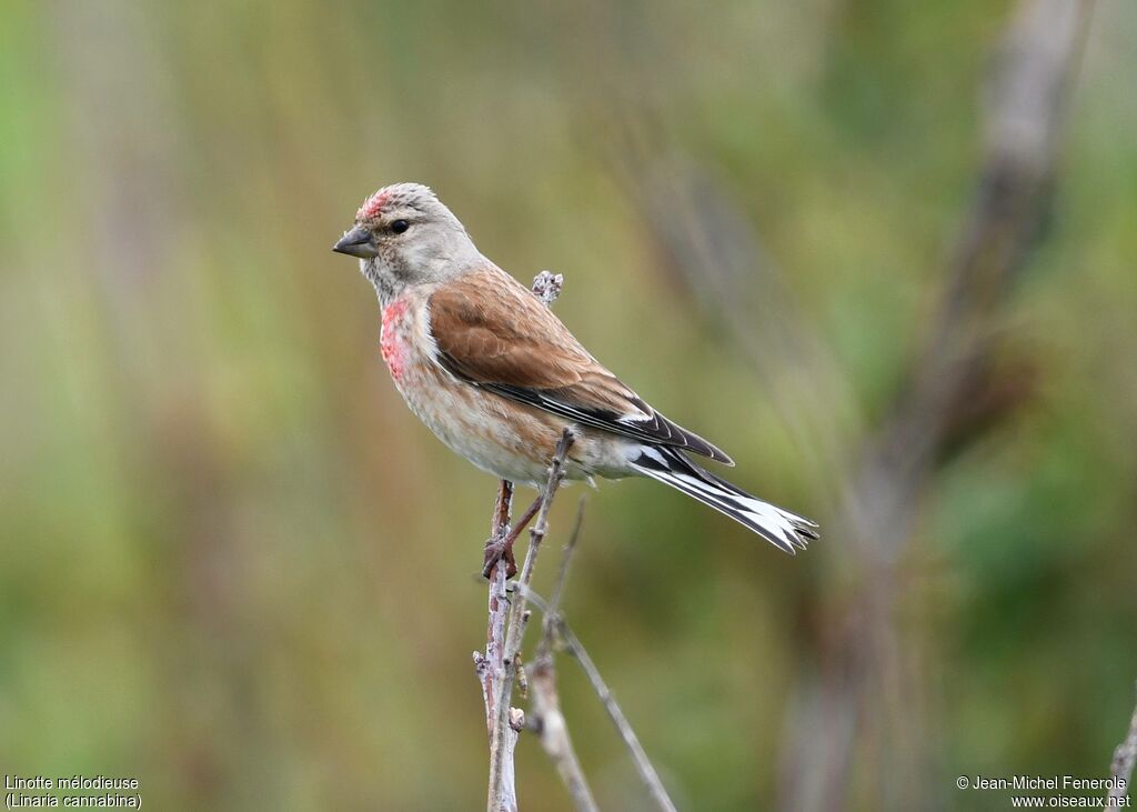 Linotte mélodieuse