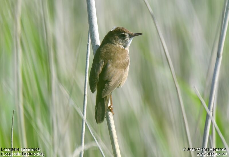 Savi's Warbler