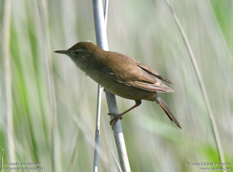 Savi's Warbler