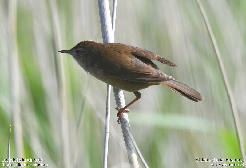 Savi's Warbler