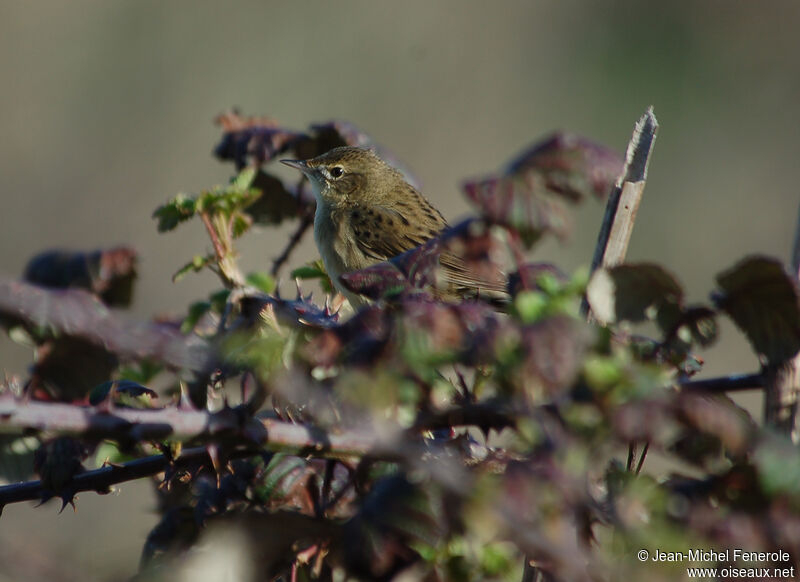 Common Grasshopper Warbler