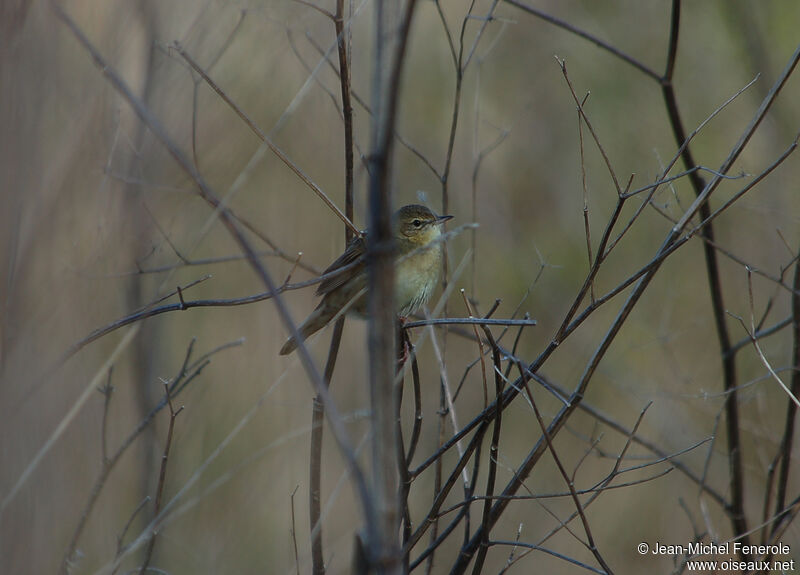 Common Grasshopper Warbler