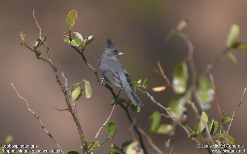 Grey-crested Finch