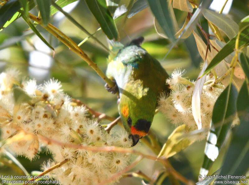 Purple-crowned Lorikeet