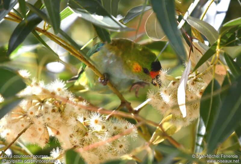 Purple-crowned Lorikeet