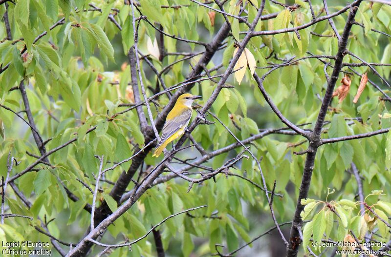 Eurasian Golden Oriole