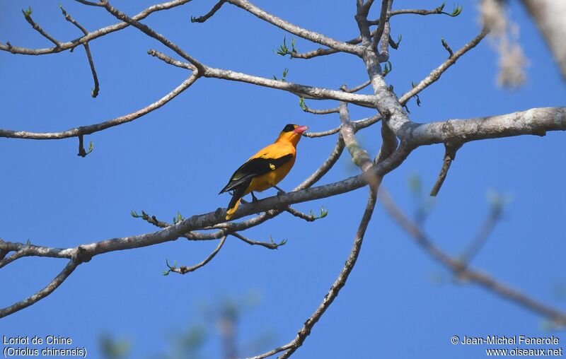 Black-naped Oriole