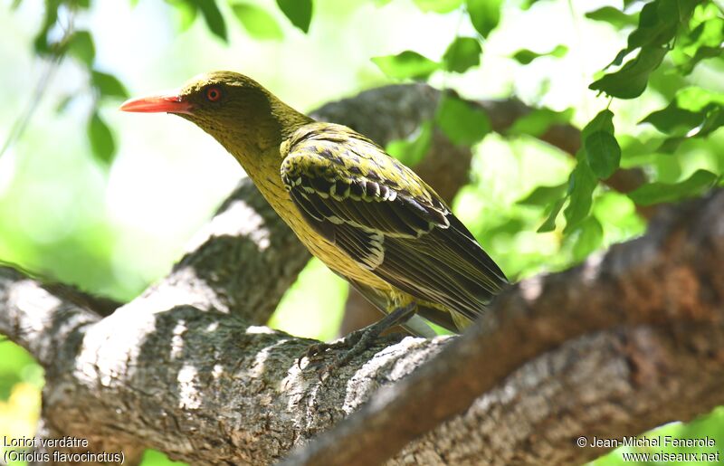 Green Oriole