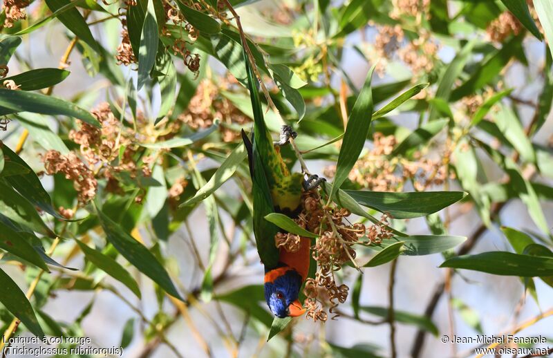 Red-collared Lorikeet