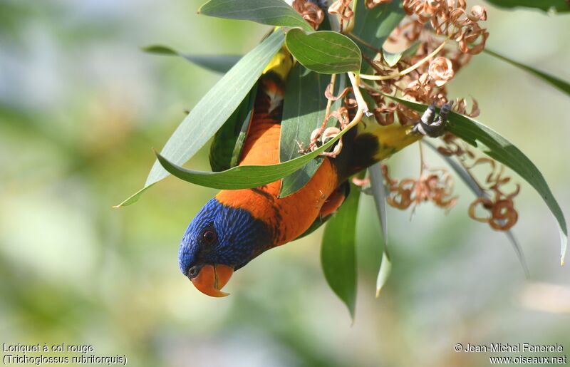 Red-collared Lorikeet