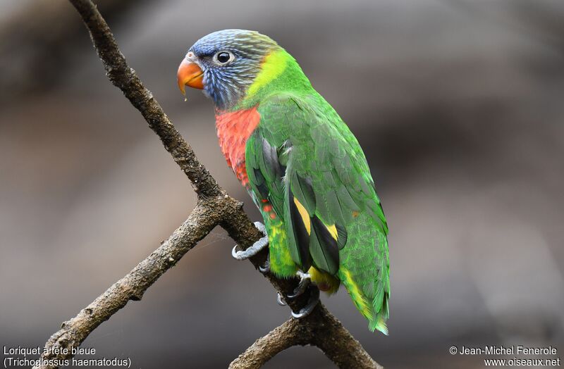 Coconut Lorikeetjuvenile